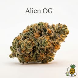 Alien OG cannabis strain