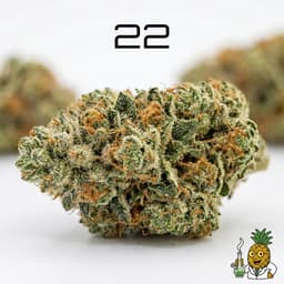 22 cannabis strain