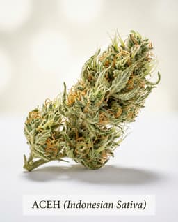 Aceh cannabis strain