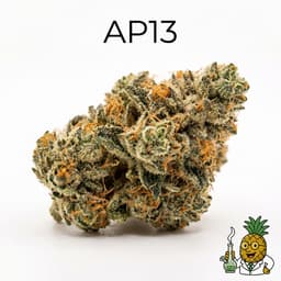 AP13 cannabis strain