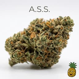 A.S.S. cannabis strain