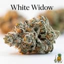 White Widow