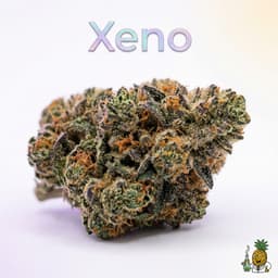 Xeno cannabis strain