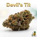 Devil's Tit cannabis strain