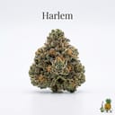 Harlem cannabis strain