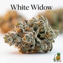 White Widow cannabis strain