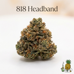 818 Headband cannabis strain