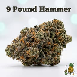 9 Pound Hammer cannabis strain