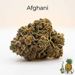 Afghani cannabis strain