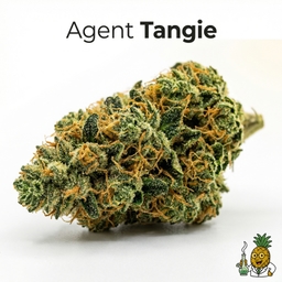Agent Tangie cannabis strain