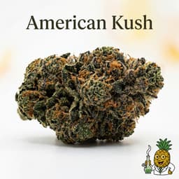 American Kush cannabis strain