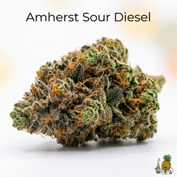 Amherst Sour Diesel cannabis strain