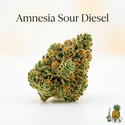 Amnesia Sour Diesel cannabis strain