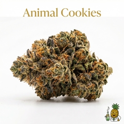 Animal Cookies cannabis strain