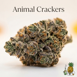Animal Crackers cannabis strain