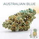Australian Blue