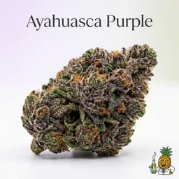 Ayahuasca Purple cannabis strain