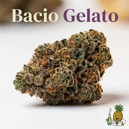 Bacio Gelato cannabis strain
