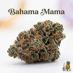 Bahama Mama cannabis strain