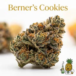 Berner's Cookies cannabis strain