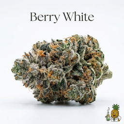 Berry White cannabis strain