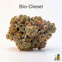 Bio-Diesel cannabis strain