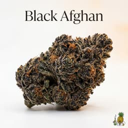 Black Afghan cannabis strain