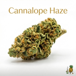 Cannalope Haze cannabis strain