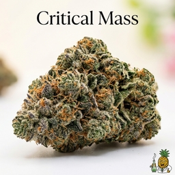 Critical Mass cannabis strain