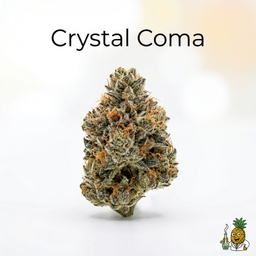 Crystal Coma cannabis strain