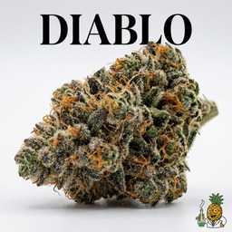 Diablo cannabis strain