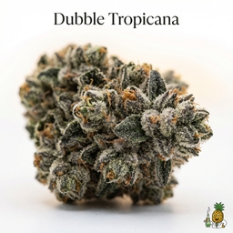 Dubble Tropicana cannabis strain