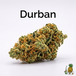 Durban cannabis strain