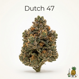 Dutch 47 cannabis strain