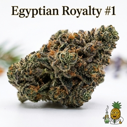 Egyptian Royalty #1 cannabis strain