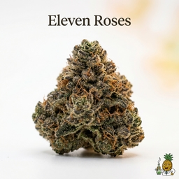 Eleven Roses cannabis strain