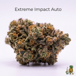 Extreme Impact Auto cannabis strain