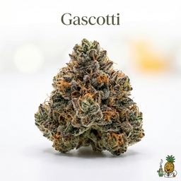 Gascotti cannabis strain