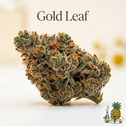 Gold Leaf cannabis strain