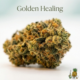 Golden Healing cannabis strain