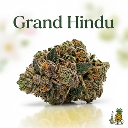Grand Hindu cannabis strain