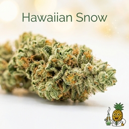 Hawaiian Snow cannabis strain