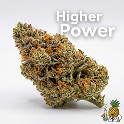 Higher Power cannabis strain