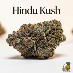 Hindu Kush cannabis strain