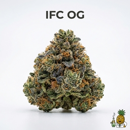 IFC OG cannabis strain