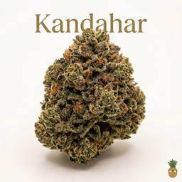 Kandahar cannabis strain
