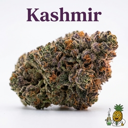 Kashmir cannabis strain