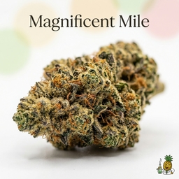 Magnificent Mile cannabis strain