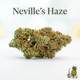 Neville's Haze cannabis strain