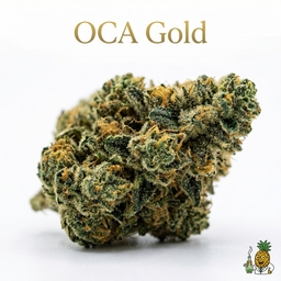 OCA Gold cannabis strain